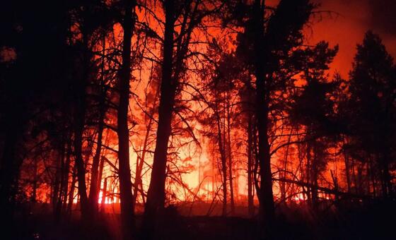 Лесной пожар в Беларуси.